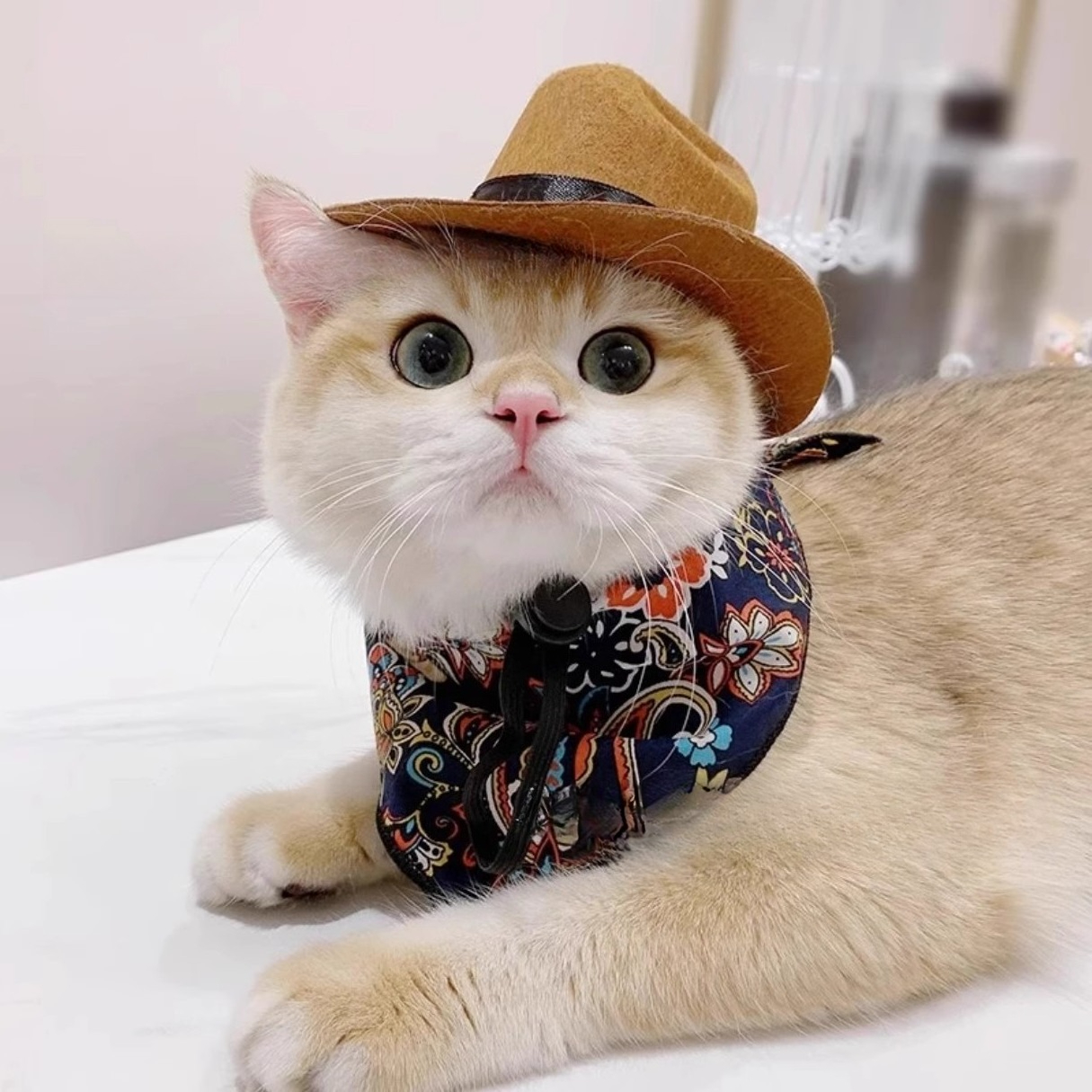  Cat Cowboy Hat Pet Head Acce - Cowboy Hat Straw ulasan dan harga